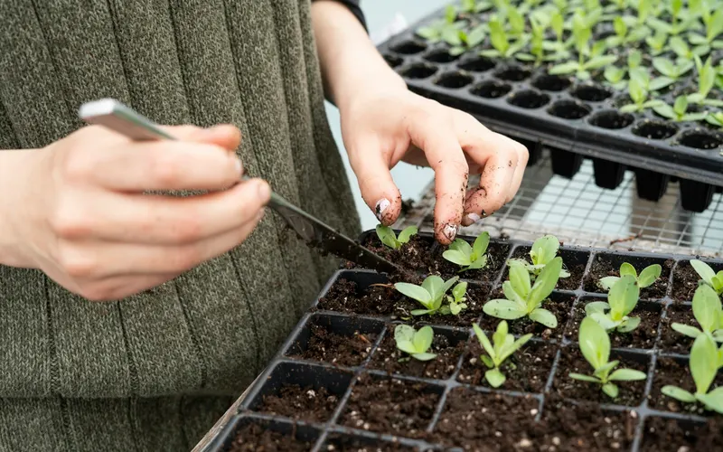 Hands planting seedlings in a tray of soil